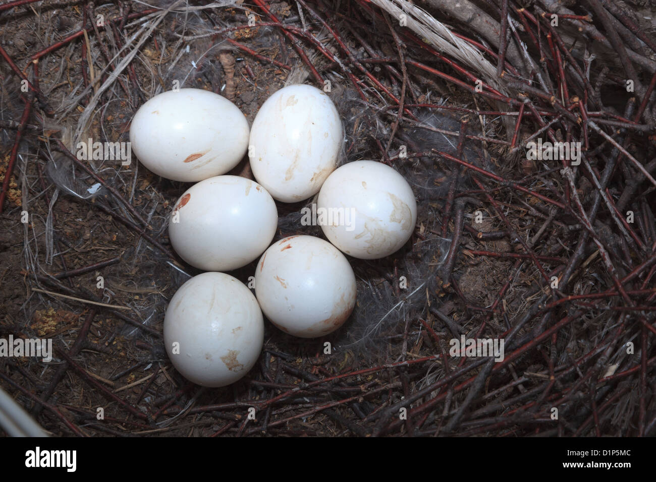 Owl eggs hires stock photography and images Alamy