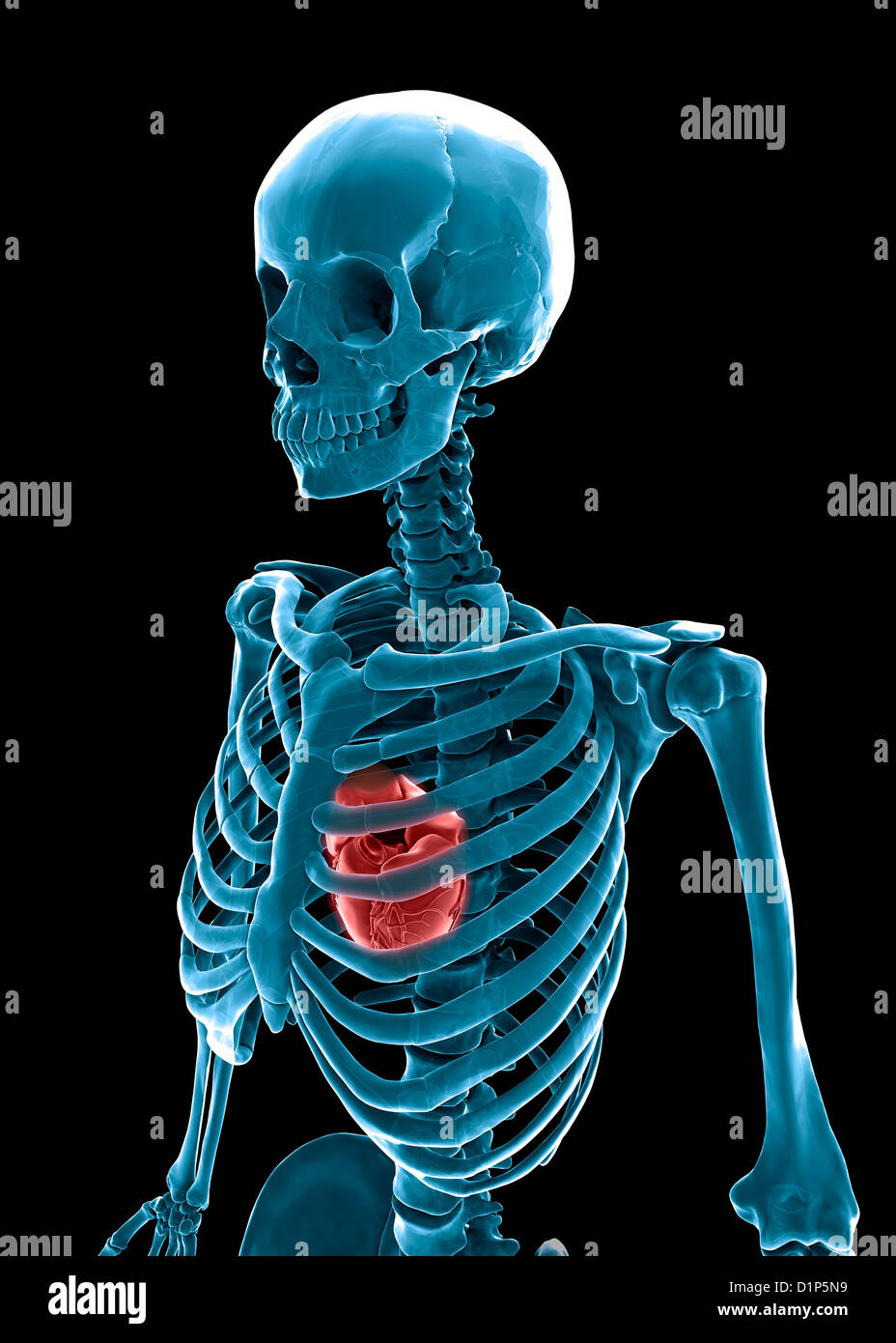 Skeleton and heart, artwork Stock Photo