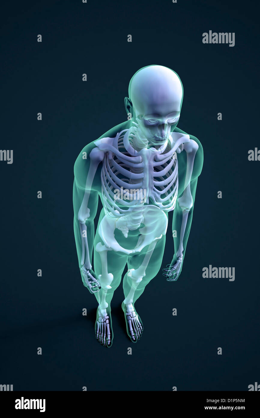 Skeleton, artwork Stock Photo