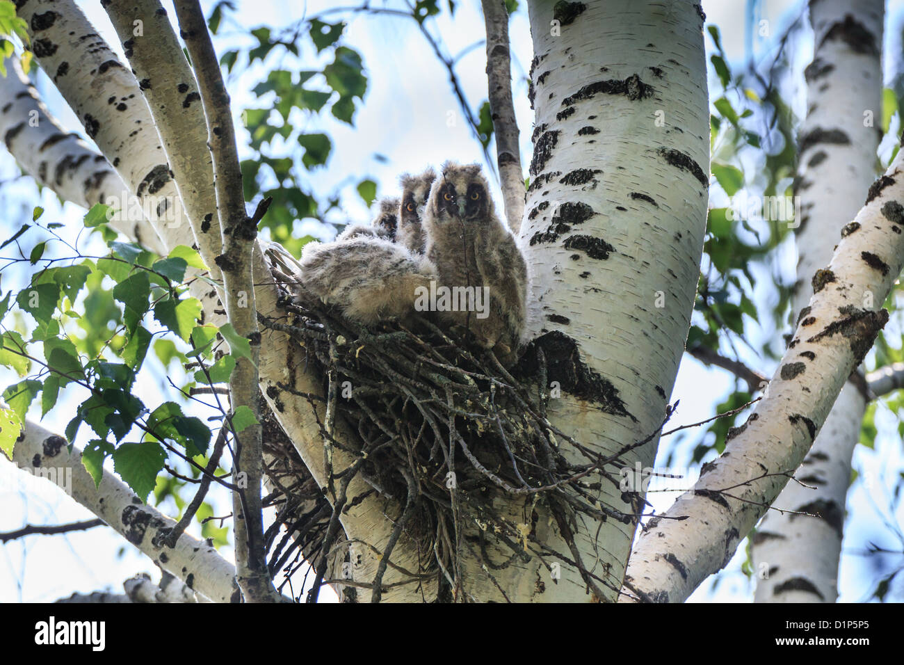 Page 3 Baby Owl High Resolution Stock Photography And Images Alamy