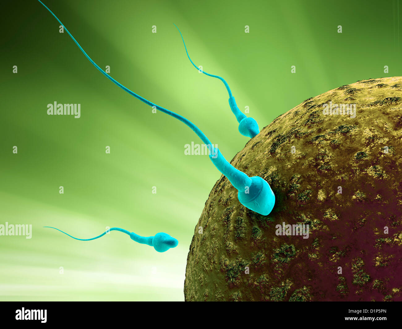 Fertilisation, artwork Stock Photo