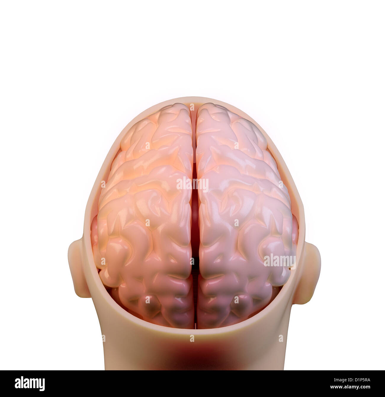 Human brain, artwork Stock Photo