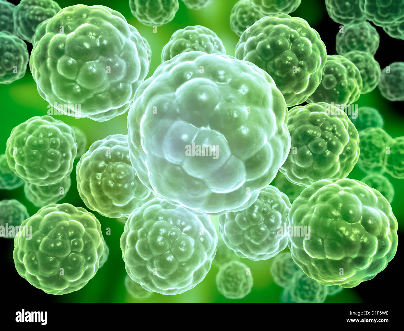 Multicellular organism, conceptual image Stock Photo
