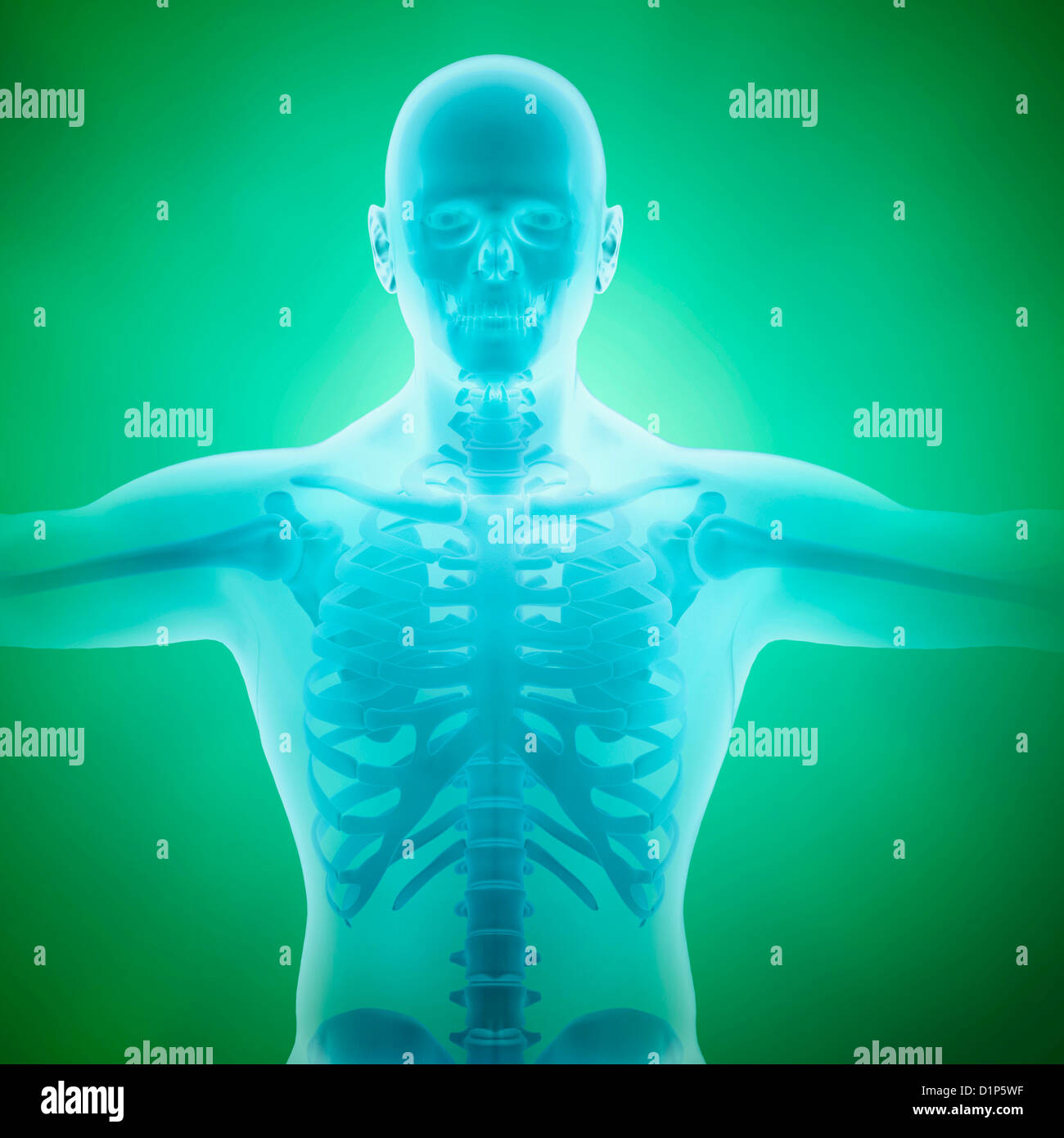 Human anatomy, artwork Stock Photo Alamy