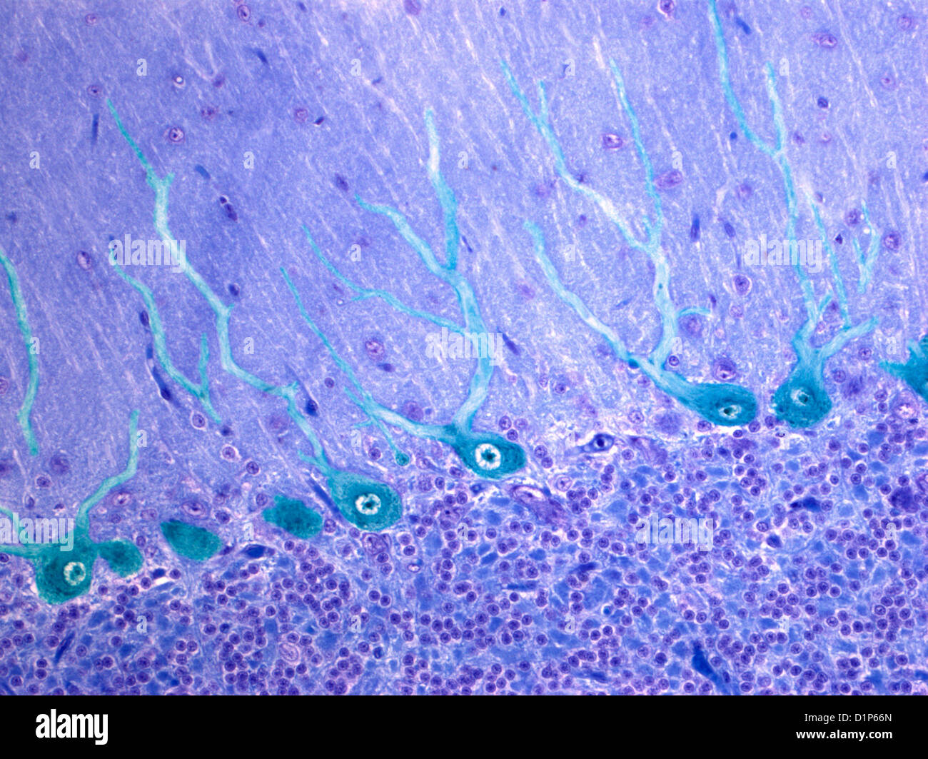 Nerve cells, light micrograph Stock Photo