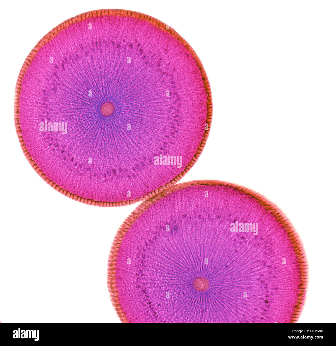 Roundworm ovaries, light micrograph Stock Photo
