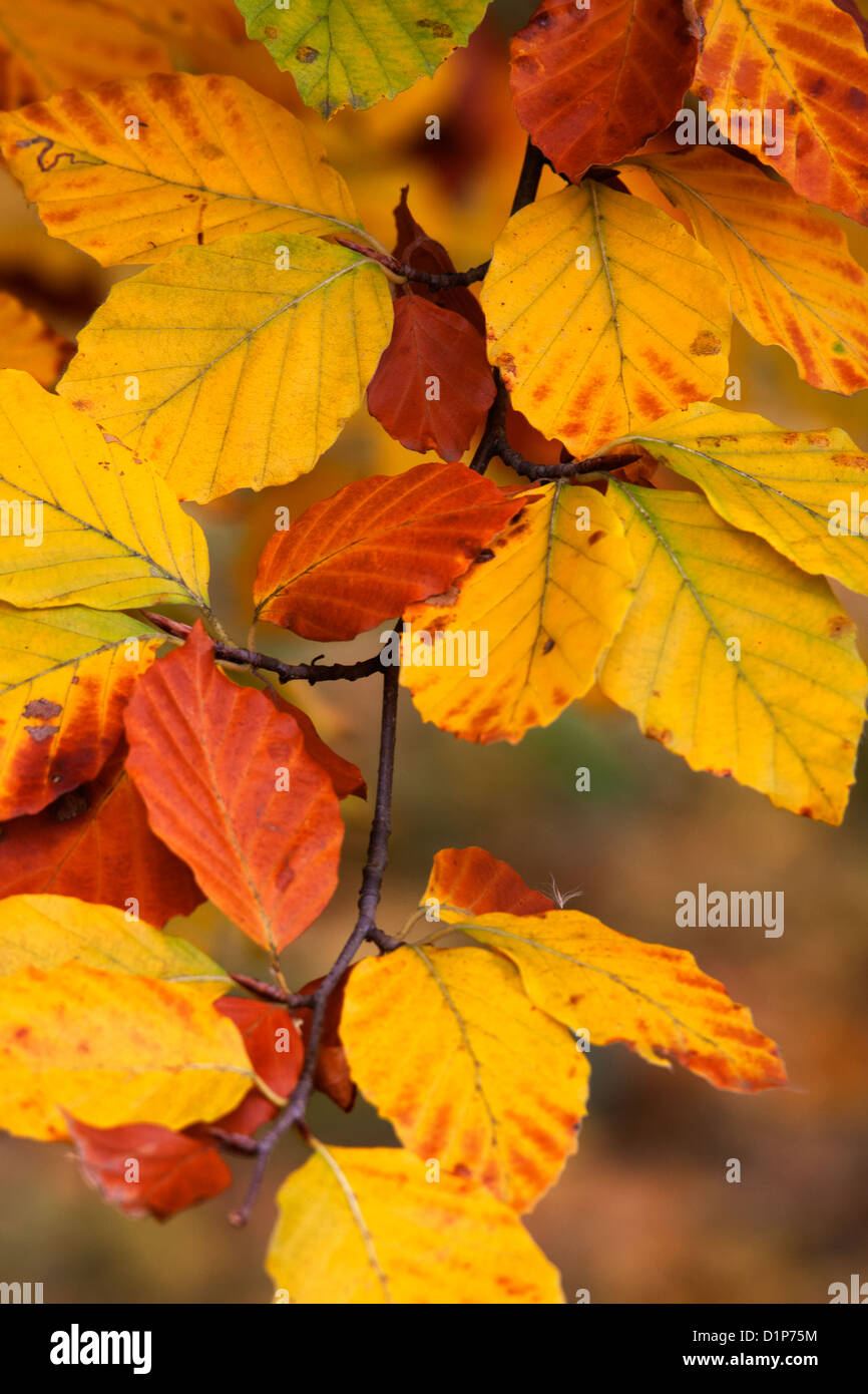 Beech Fagus sylvatica leaves autumn colours Stock Photo