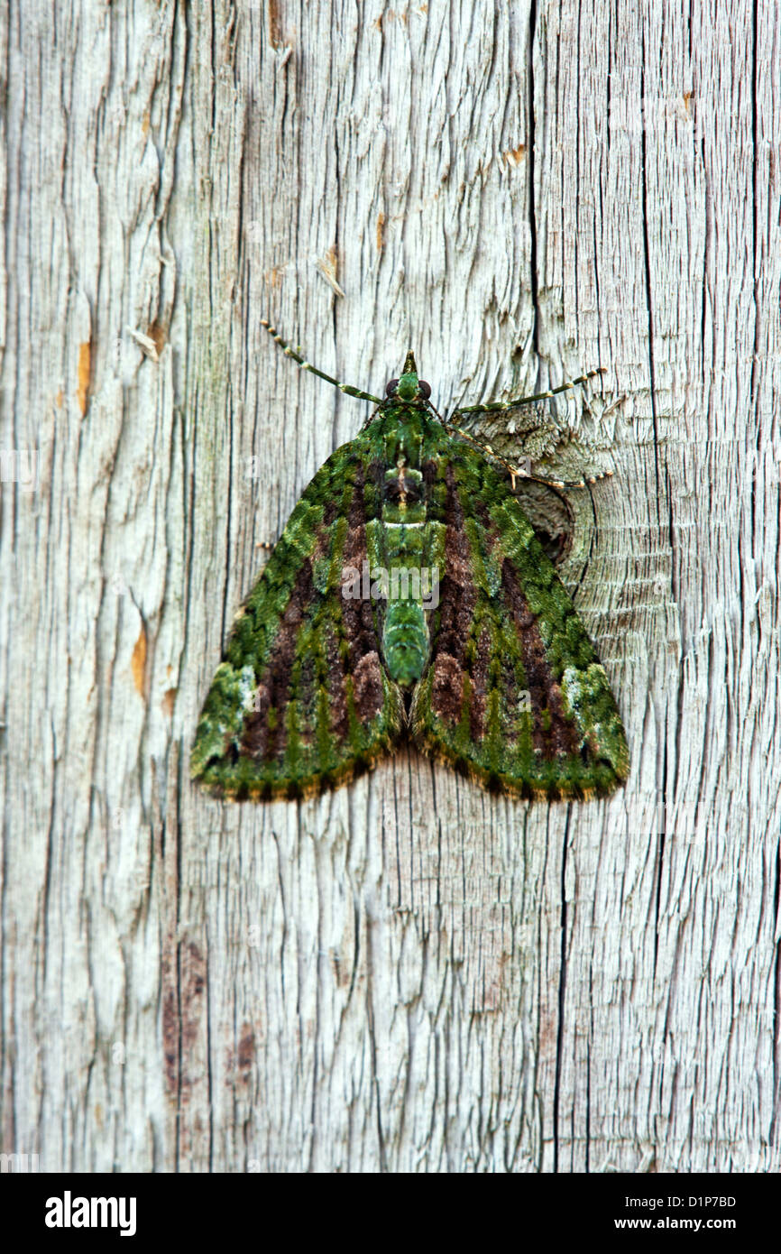 Red-green Carpet Chloroclysta siterata adult moth at rest Stock Photo