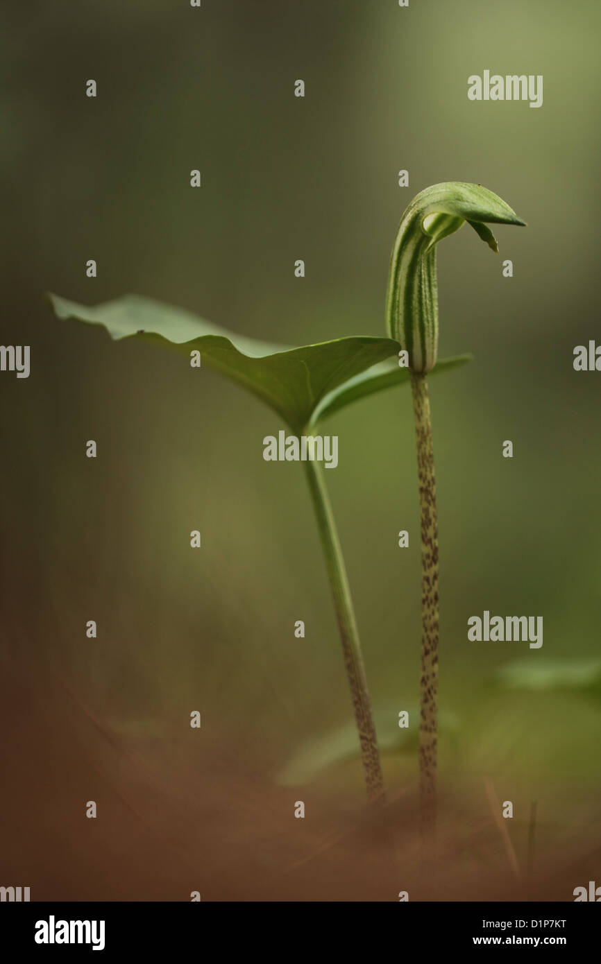 Friar's cowl (also Larus) (Arisarum vulgare) flowers. Photographed Stock Photo