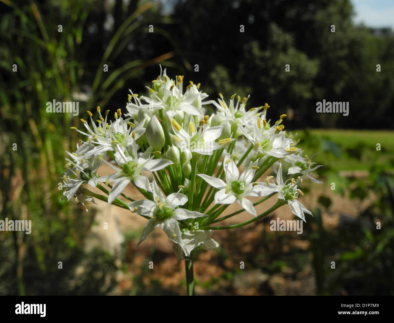 Garlic, Allium trifoliatum Photographed in Israel Stock Photo