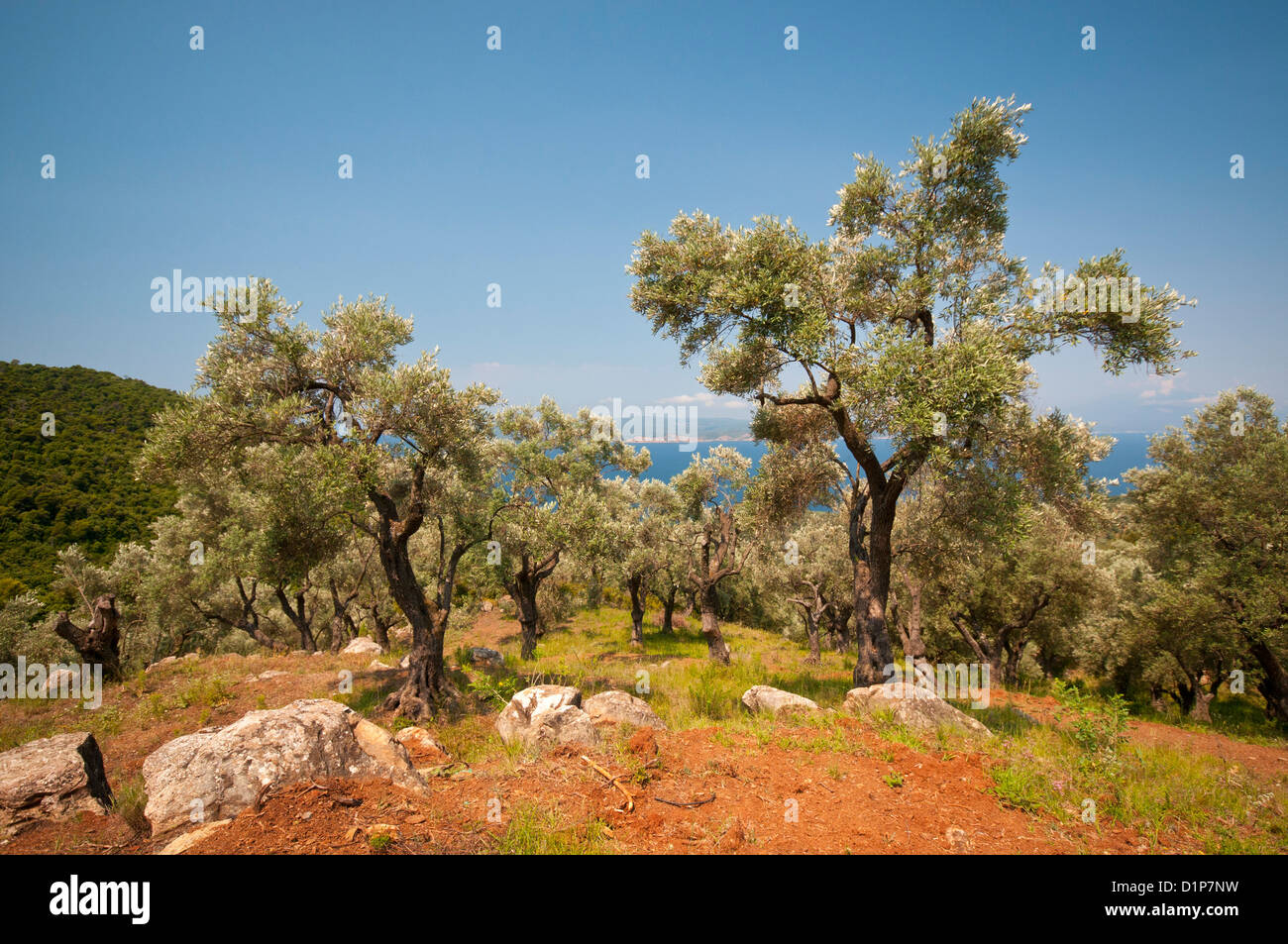 Olive grove greece hires stock photography and images Alamy