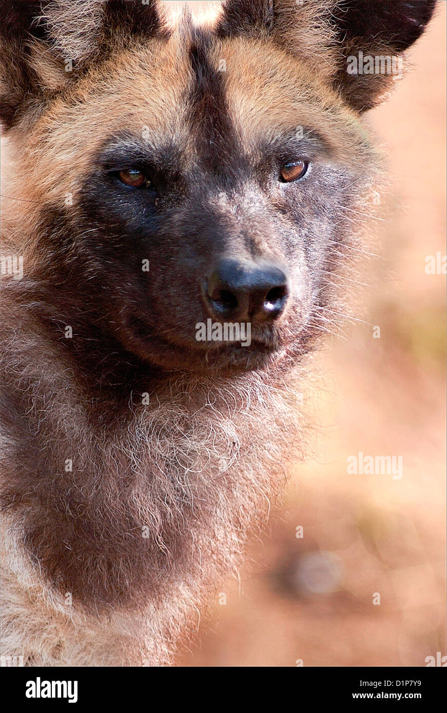 Lycaon pictus is a canine found only in Africa, especially in savannas and lightly wooded areas. Stock Photo