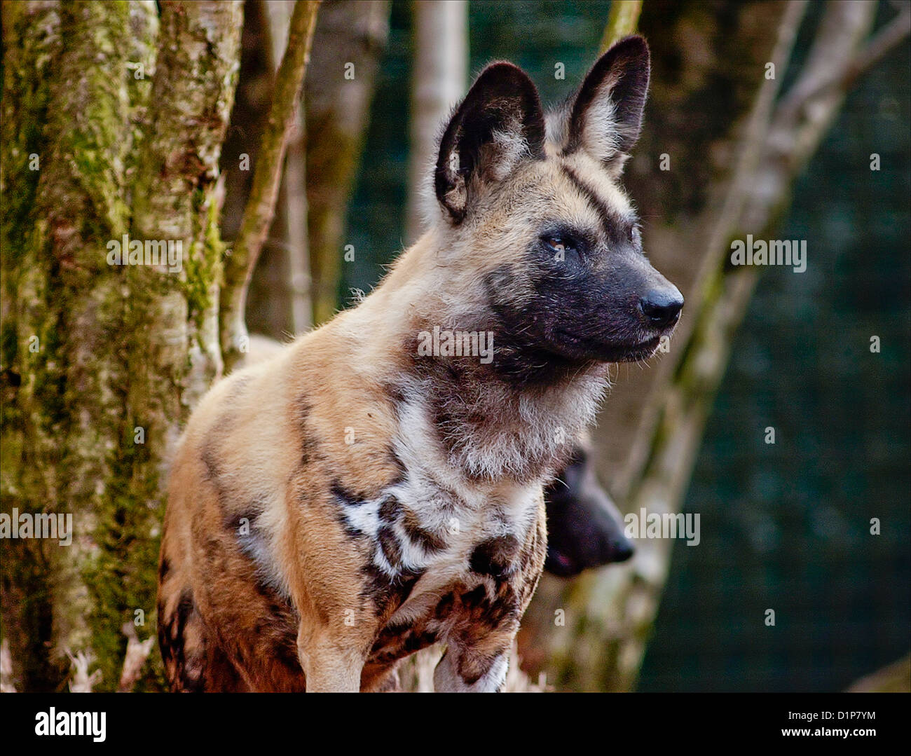 Lycaon pictus is a canine  found only in Africa, especially in savannas and lightly wooded areas. Stock Photo