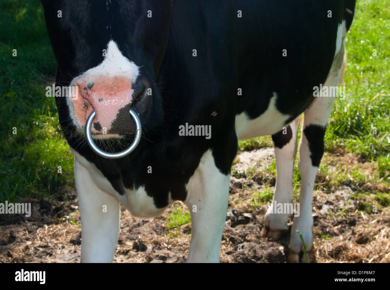 Cow with ring in nose Bull - a Royalty Free Stock Photo from Photocase