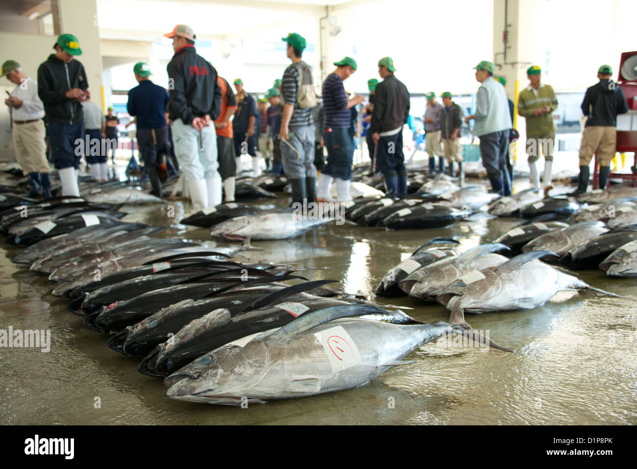 The fish market at Kii Katsura, Wakayama Japan - fresh Tuna are laid out and sold fresh off the boats each morning. Stock Photo