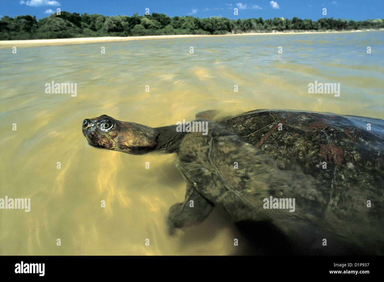The Yellow-spotted River Turtle, also known at the Yellow-spotted Amazon River Turtle ( Podocnemis unifilis ) or tracaja Stock Photo