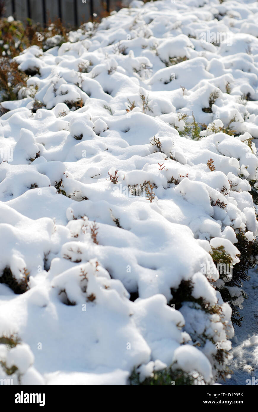 Snow on the holly tree Stock Photo