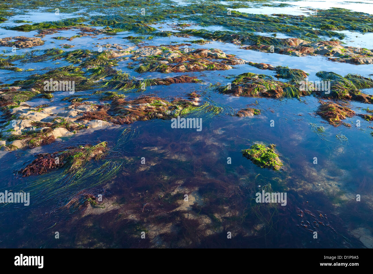 The sea shore by the low tide Stock Photo