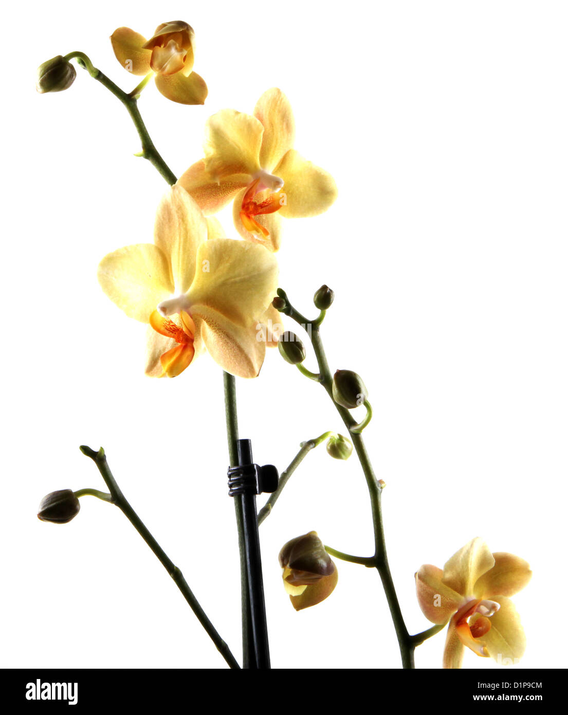 orchid isolated on white background Stock Photo - Alamy