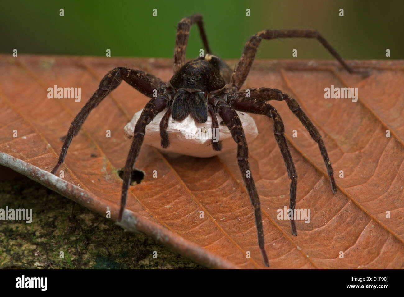 Spiders of Costa Rica - Tropical Ecology