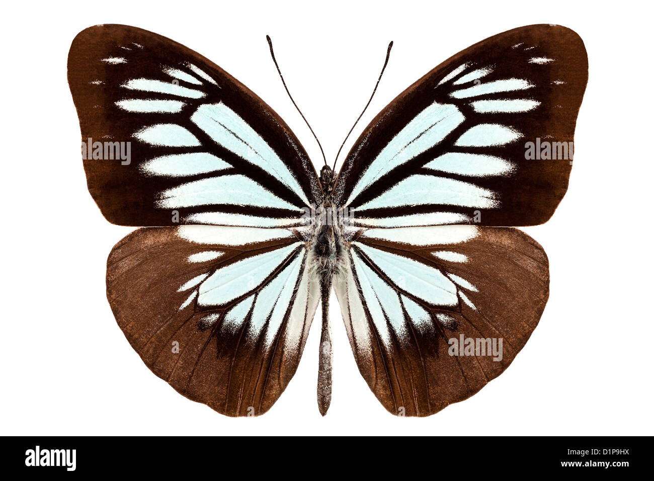 Butterfly species pareronia boebera boebera Stock Photo