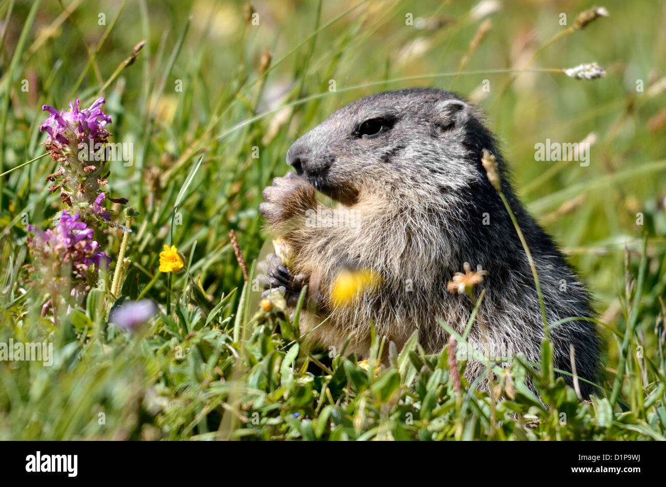 Marmot profile High Resolution Stock Photography and Images Alamy