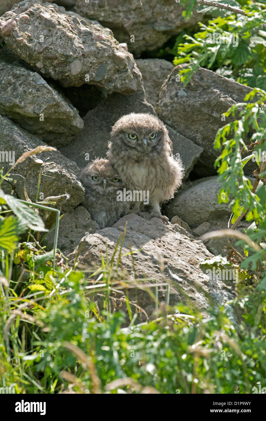 Young little owl nest hole hires stock photography and images Alamy
