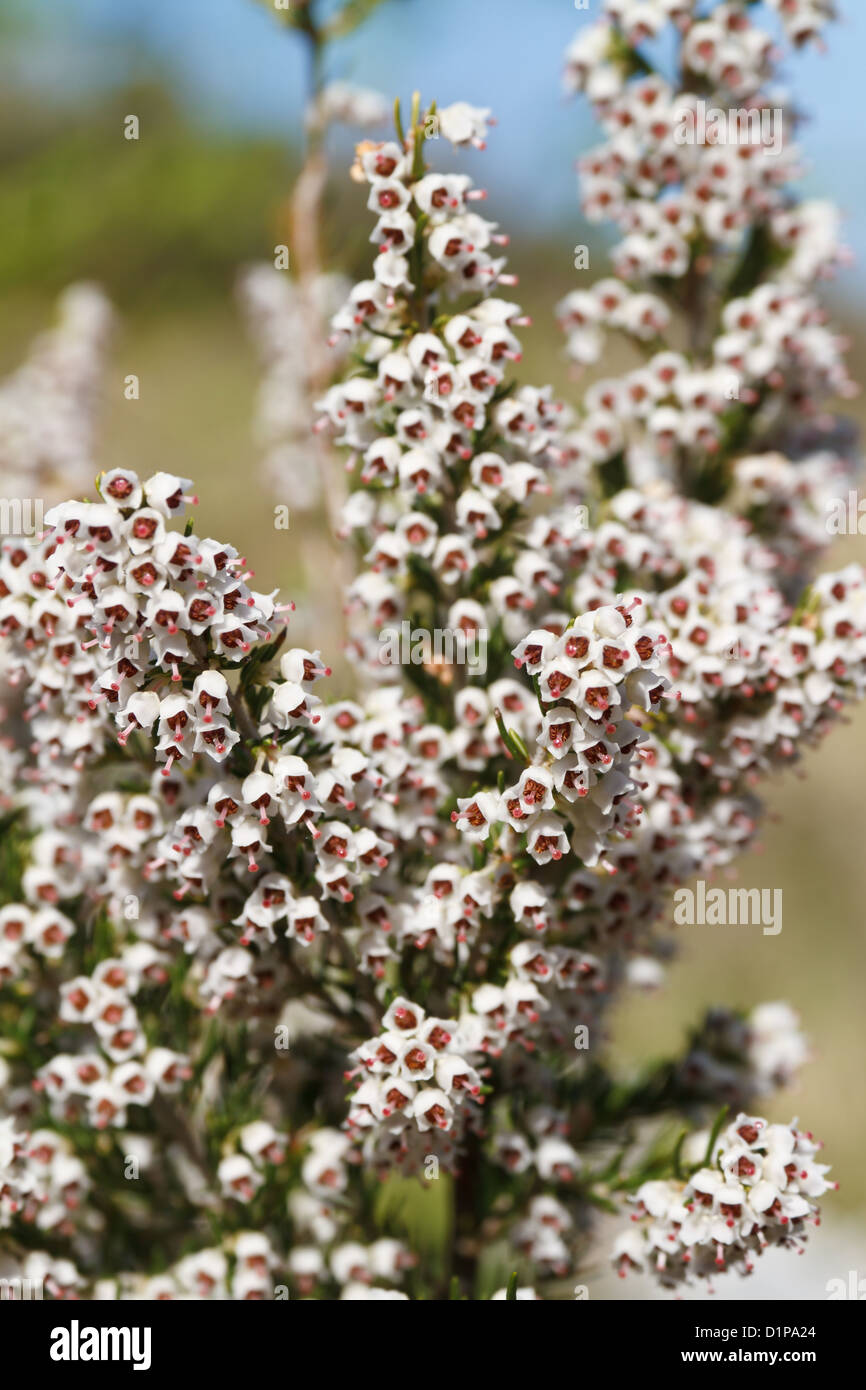 detail of Erica Arborea flowers, Mediterranean evergreen plant Stock Photo