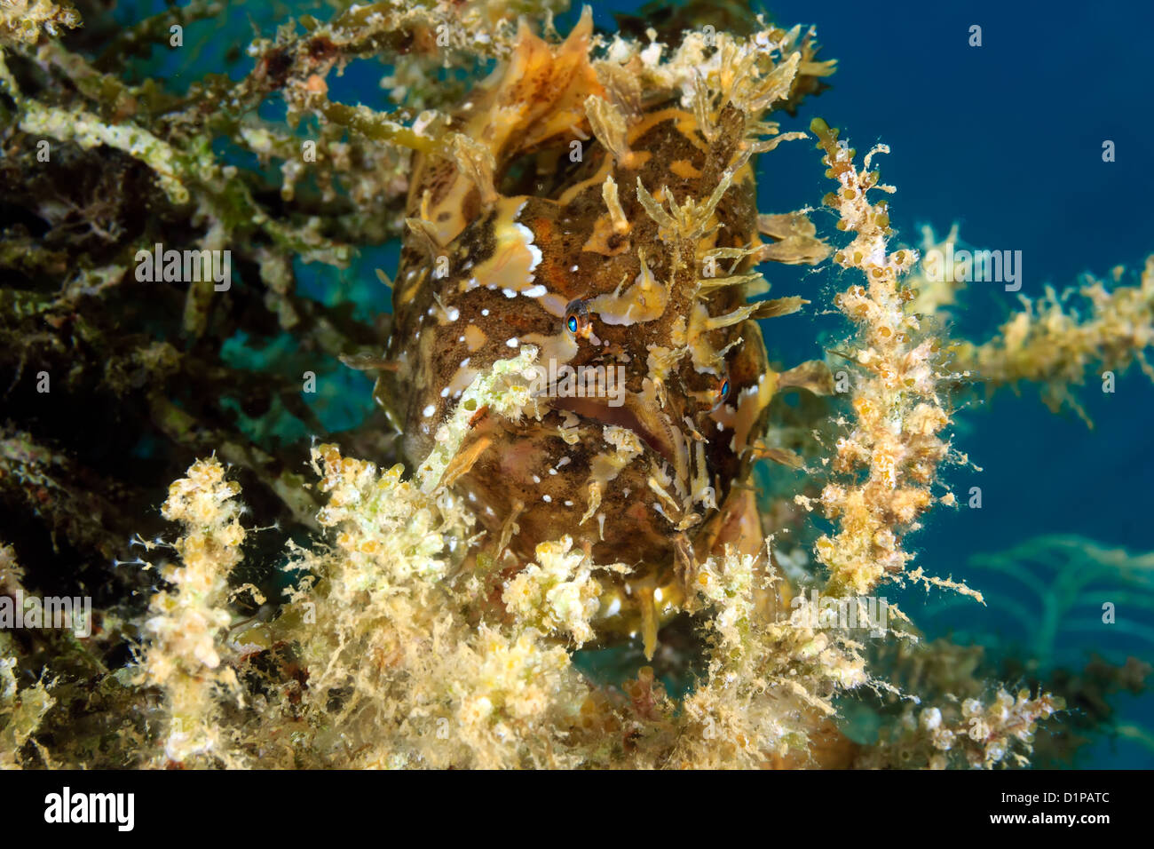 A Sargassum Frogfish hides on drifting seaweed in open ocean Stock Photo