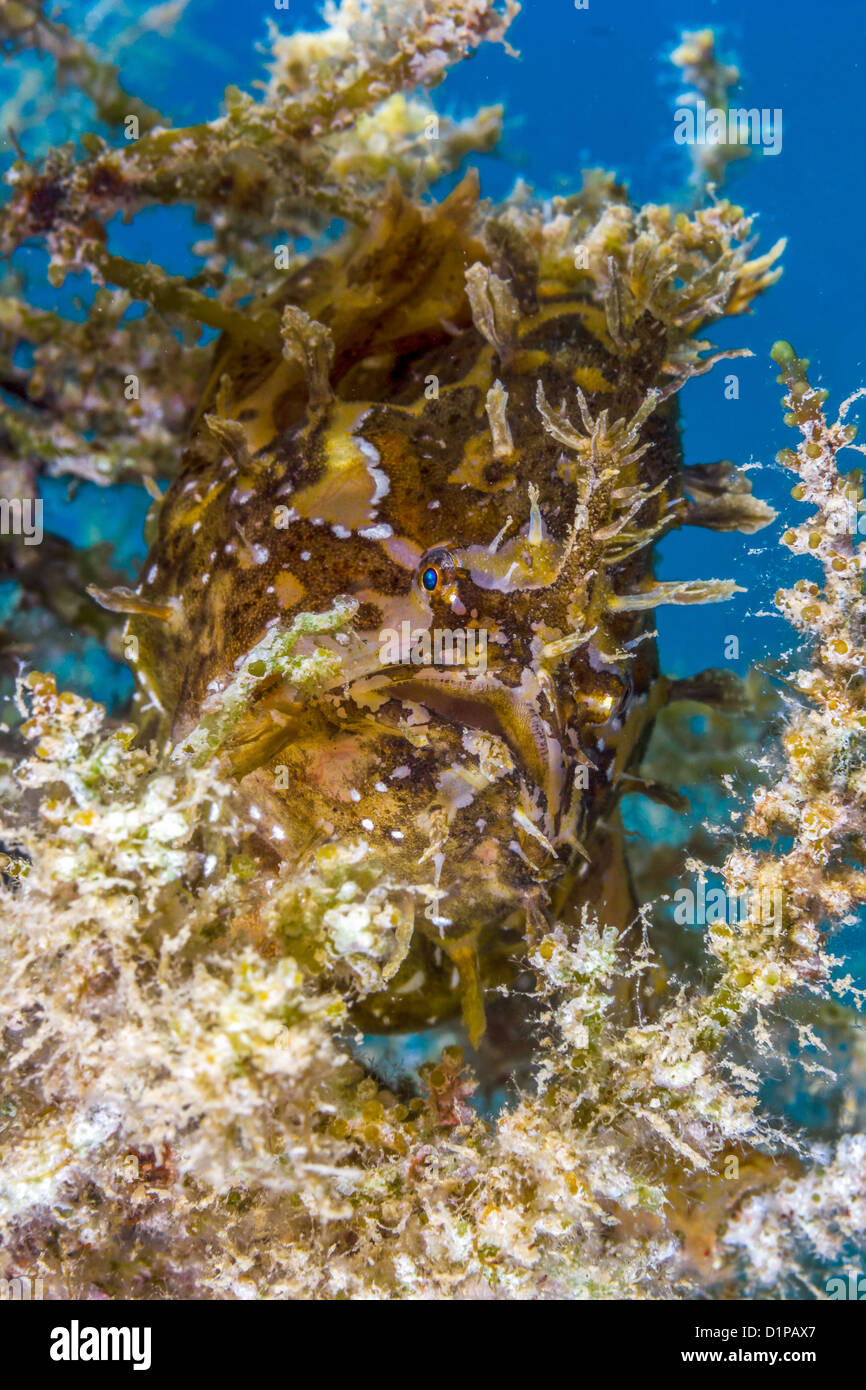 A Sargassum Frogfish lies in wait on a drifting piece of sea weed. Stock Photo