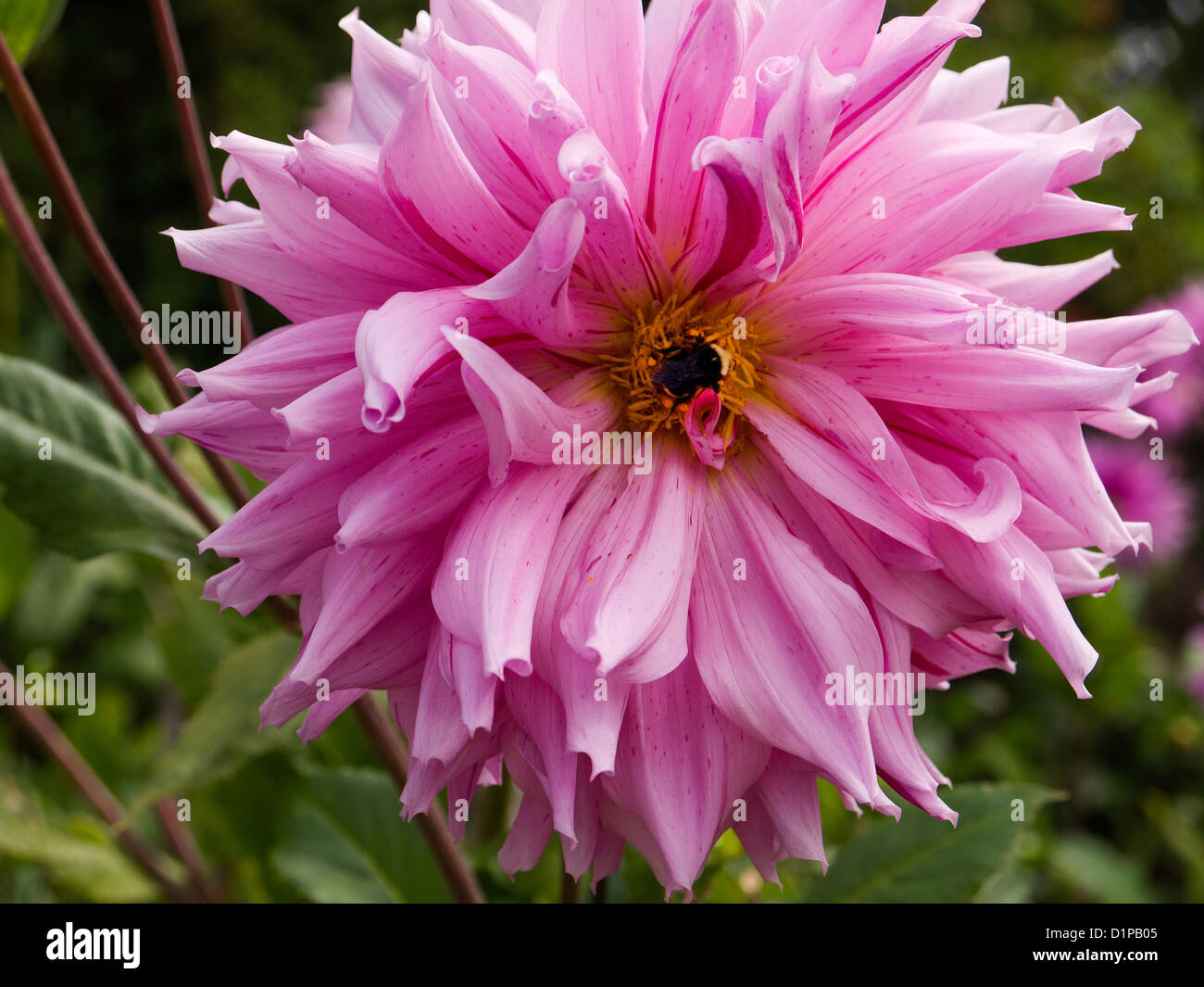 Showy Flowers in San Francisco California in the USA Stock Photo Alamy