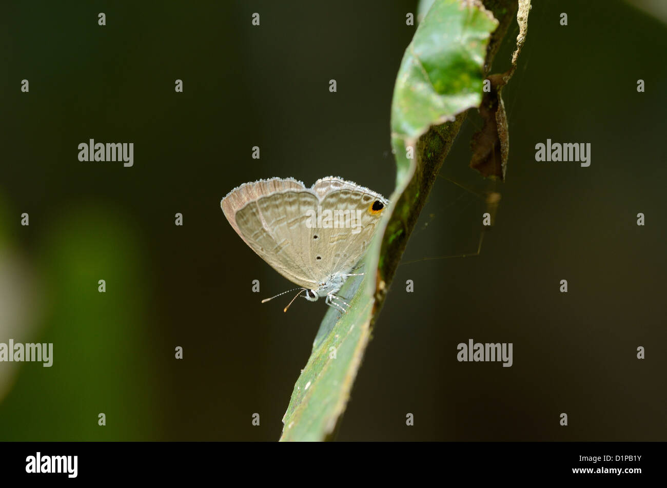 beautiful Silver Forget-Me-Not butterfly (Catochrysops panormus) on leaf Stock Photo
