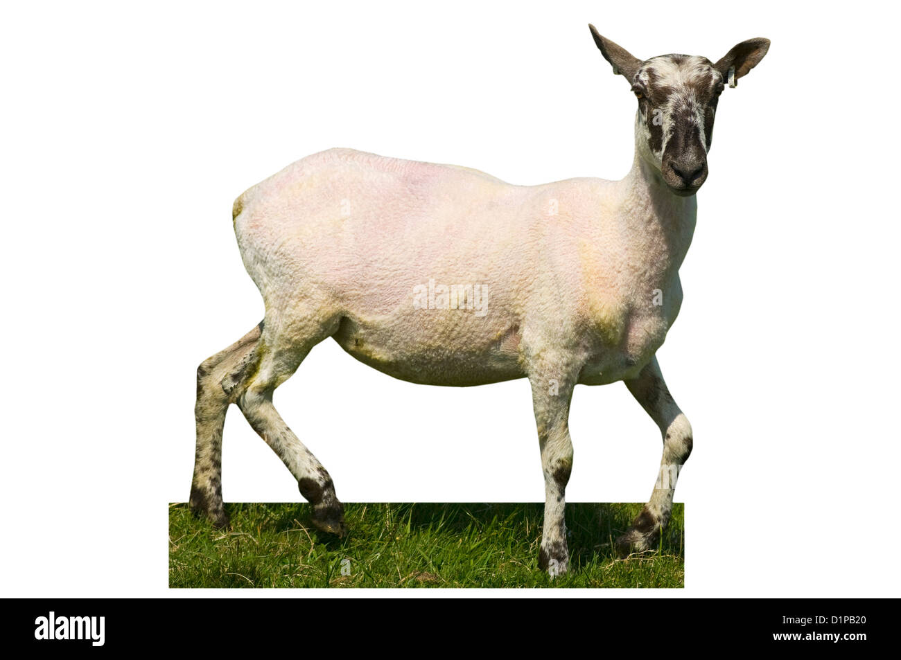 Sheared Sheep Stock Photos & Sheared Sheep Stock Images - Alamy