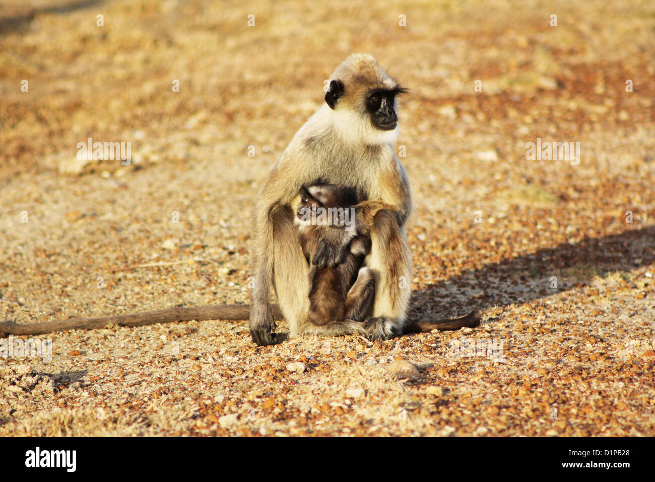 Black Faced Langur mother and baby in Bundala National Park Sri Lanka Stock Photo