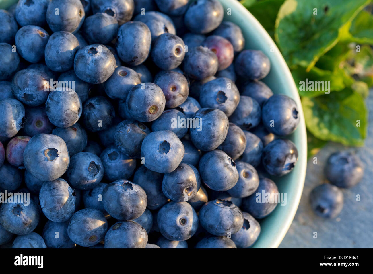 Blueberries close up in bowl, super food Stock Photo
