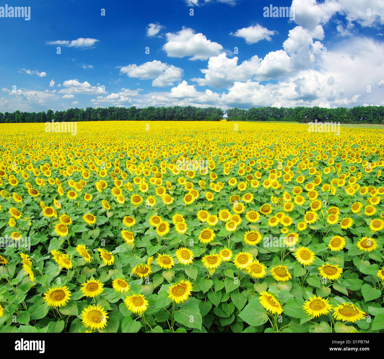 sunflower field over cloudy blue sky Stock Photo - Alamy