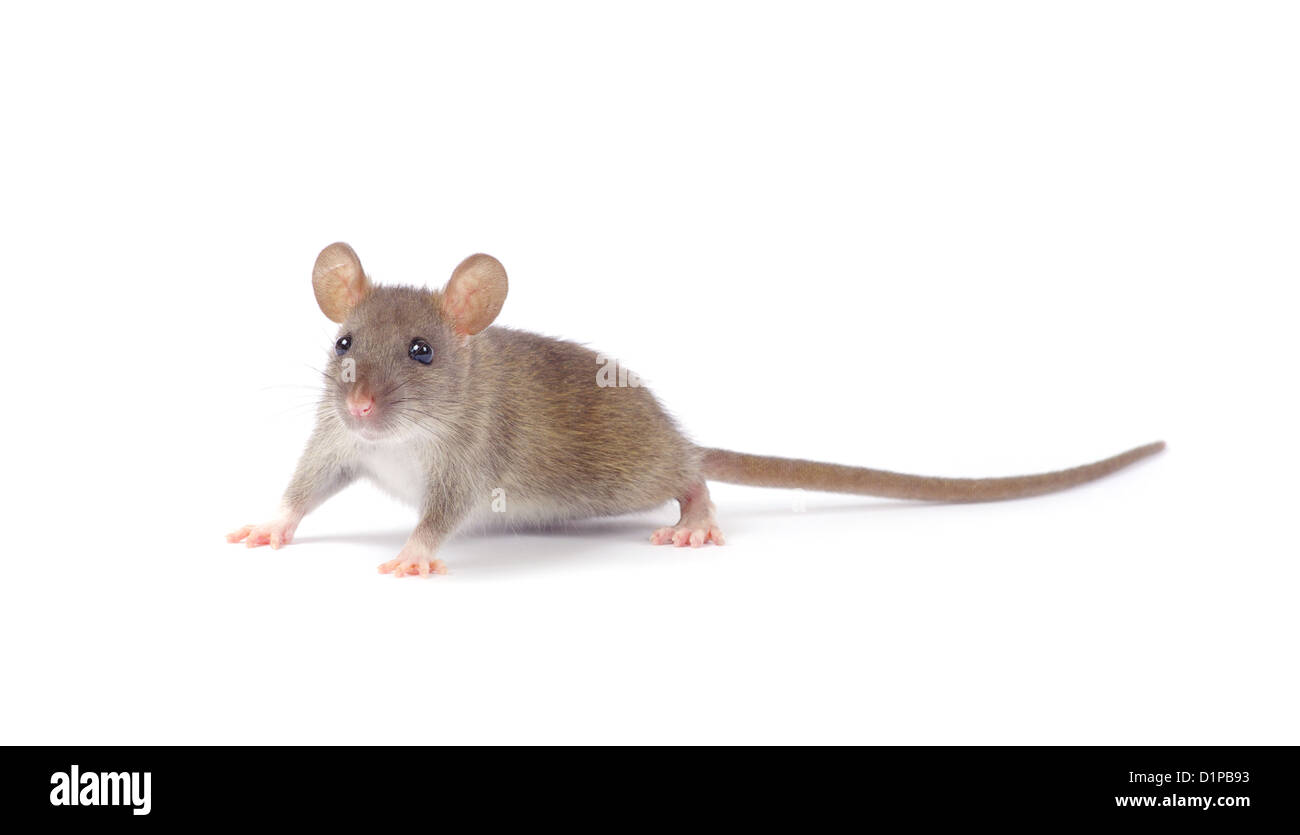 rat isolated on white background Stock Photo