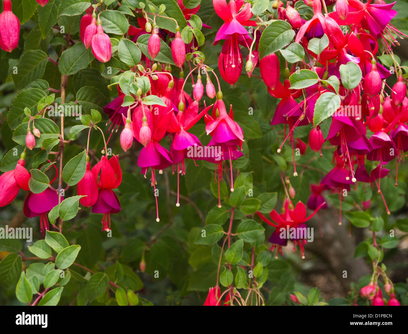 Showy Flowers in San Francisco California in the USA Stock Photo Alamy