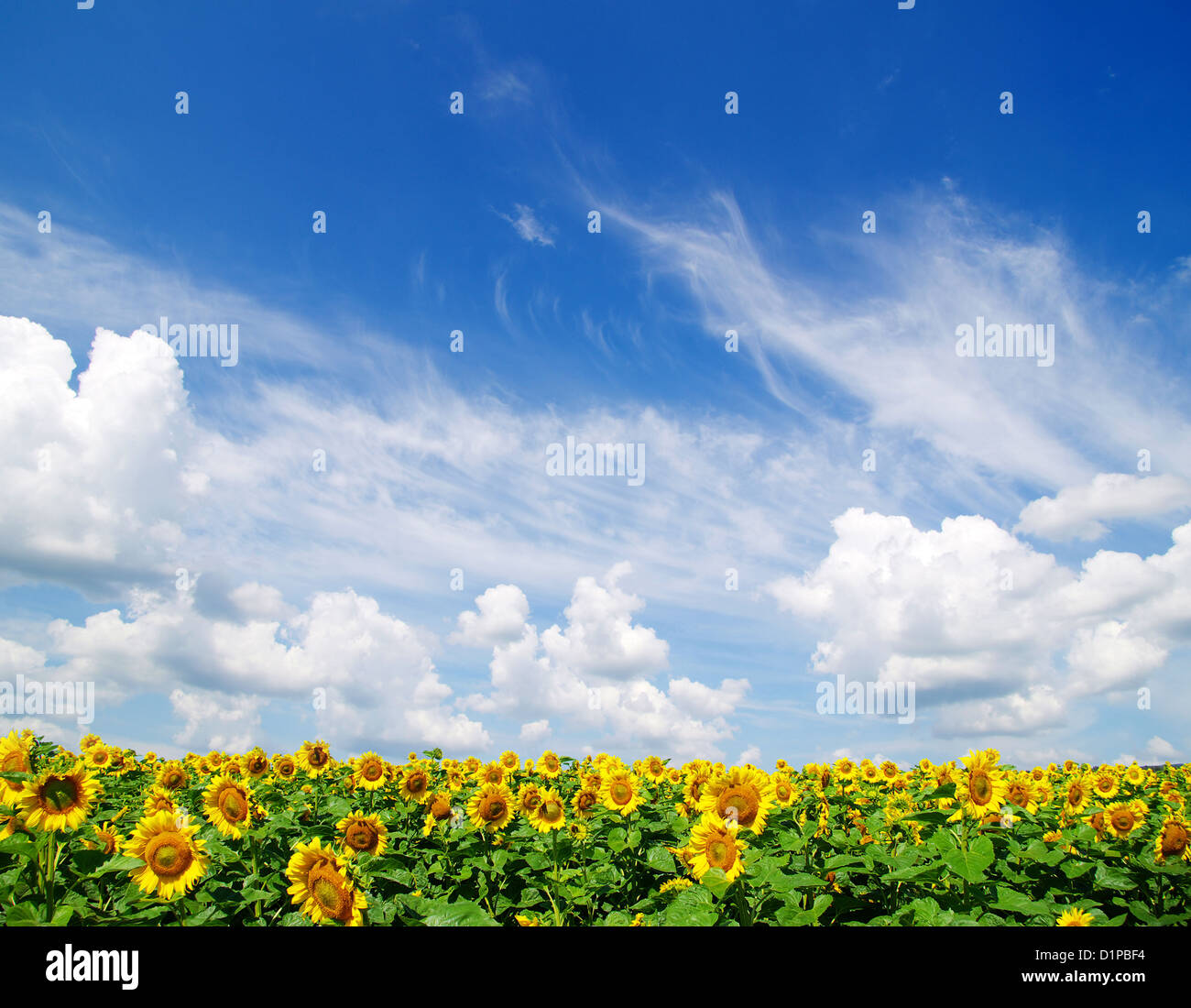 sunflower field over cloudy blue sky Stock Photo - Alamy