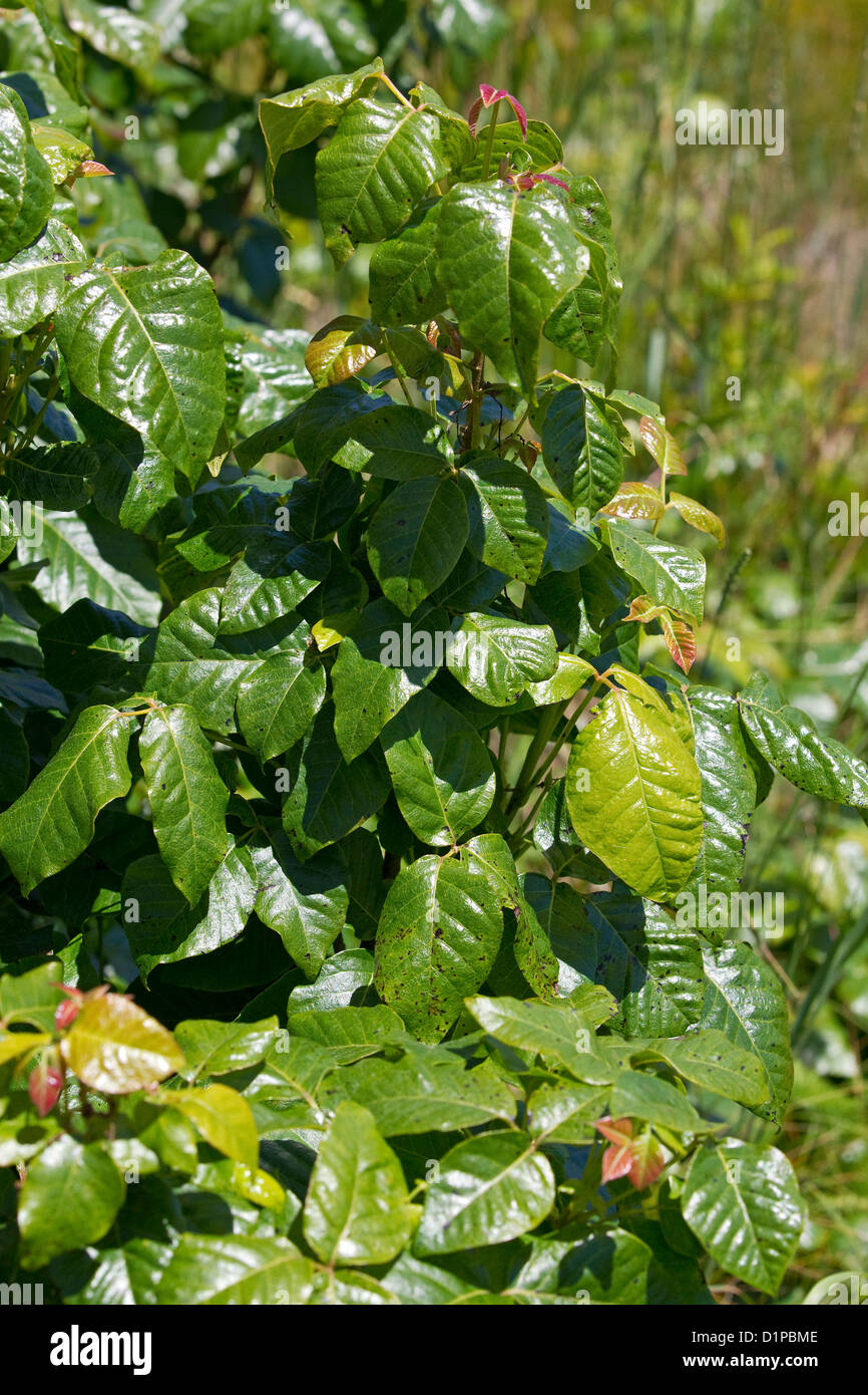 Poison ivy plant, Toxicodendron radicans, poisonivy Stock Photo Alamy
