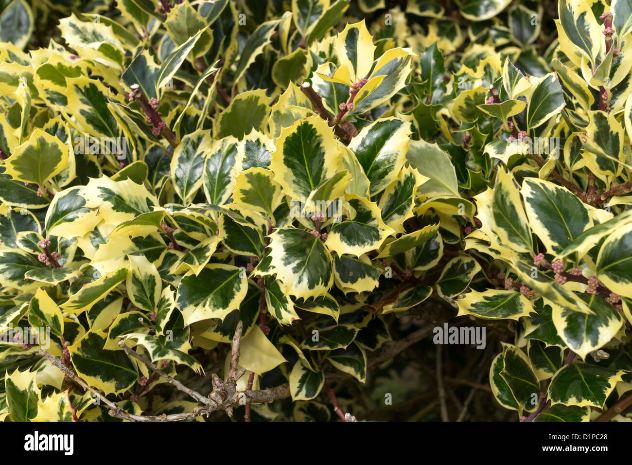 Variegated holly hires stock photography and images Alamy