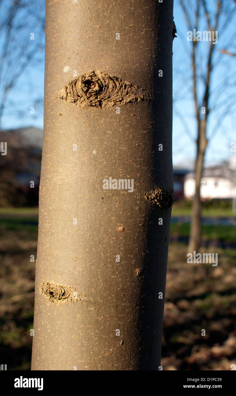 Ash tree bark, Fraxinus excelsior Stock Photo
