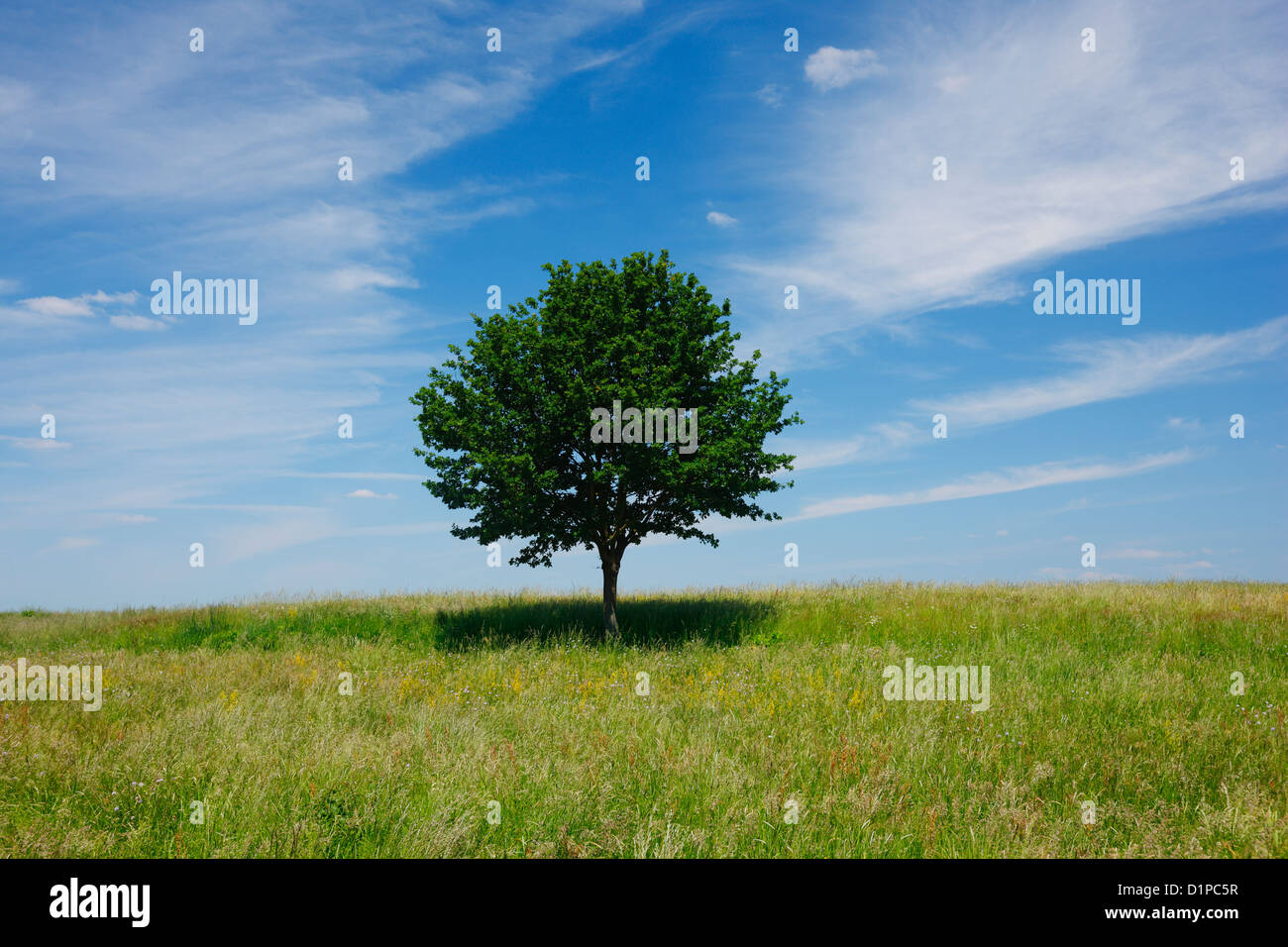Tree and sky with clouds hi-res stock photography and images - Alamy