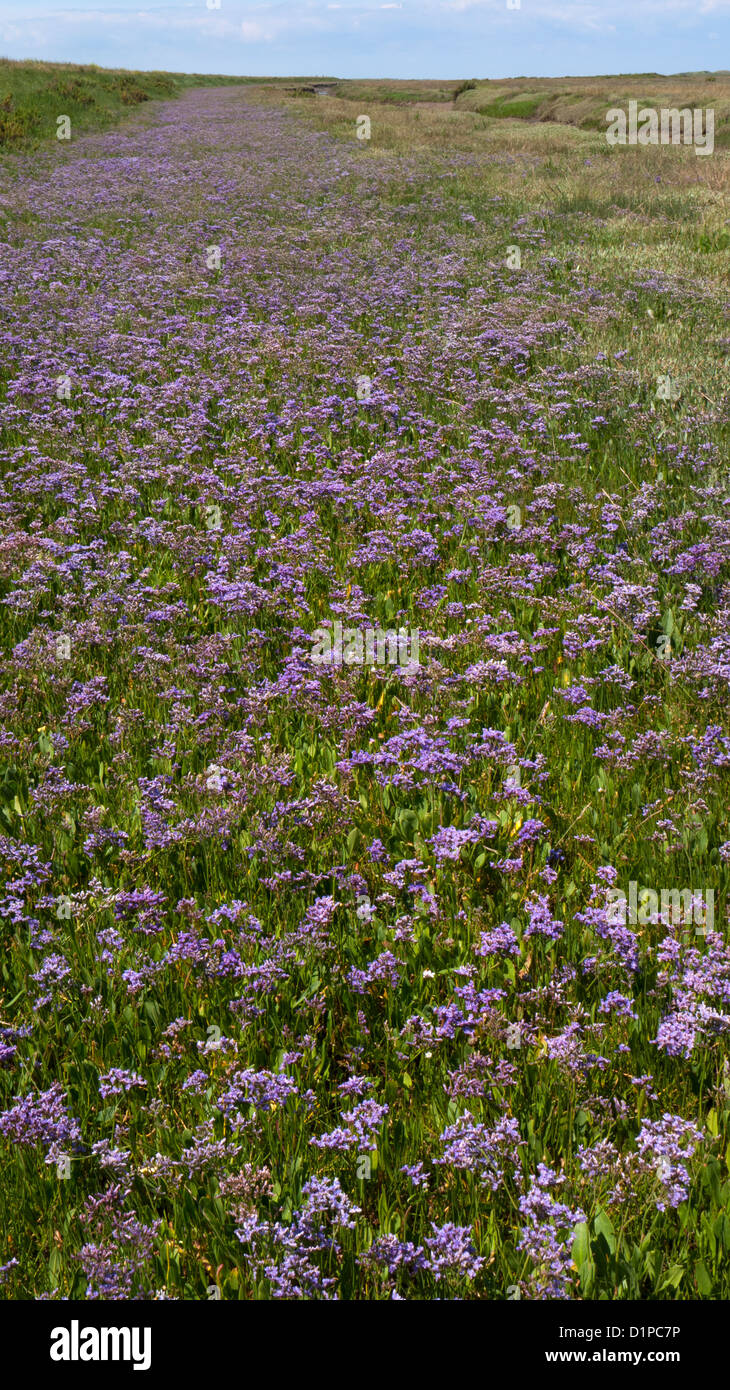 beds of sea lavendar on salt marshes in Norfolk , England Stock Photo