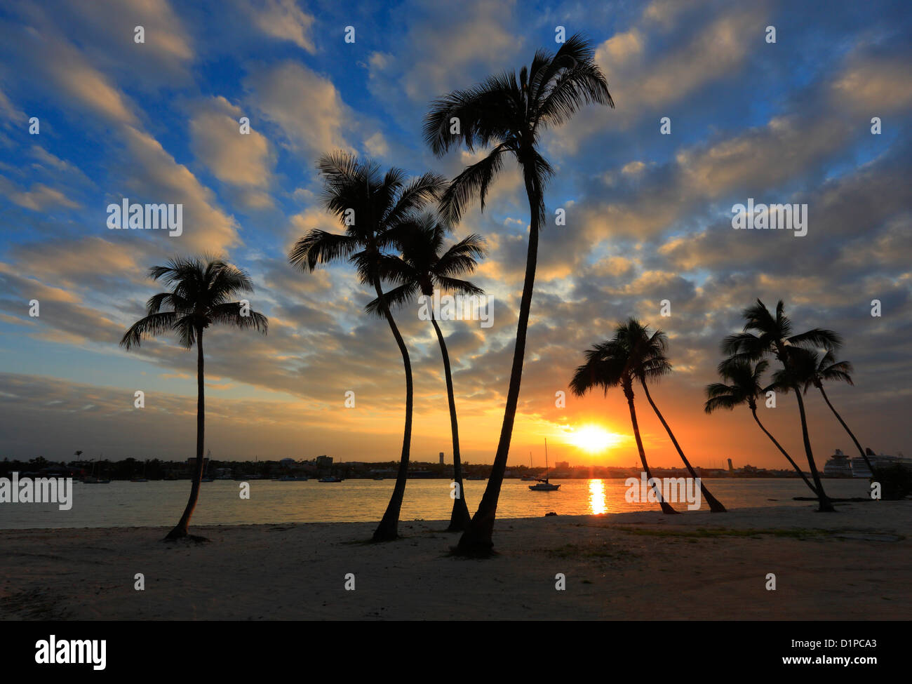 Palm sunset Stock Photo