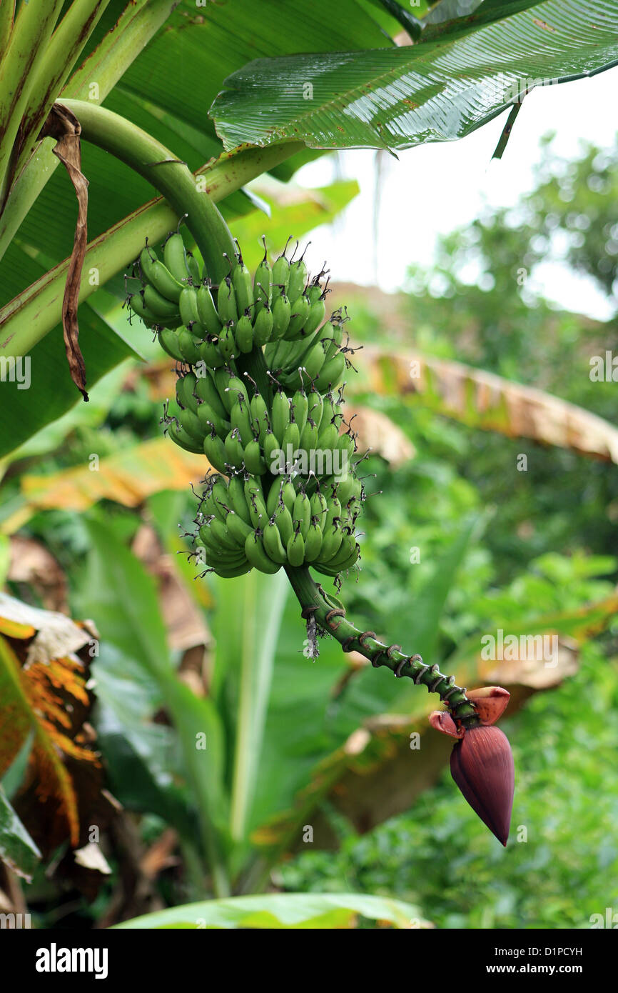 Unripe green bananas growing in the jungle in the Ecuadorian rain