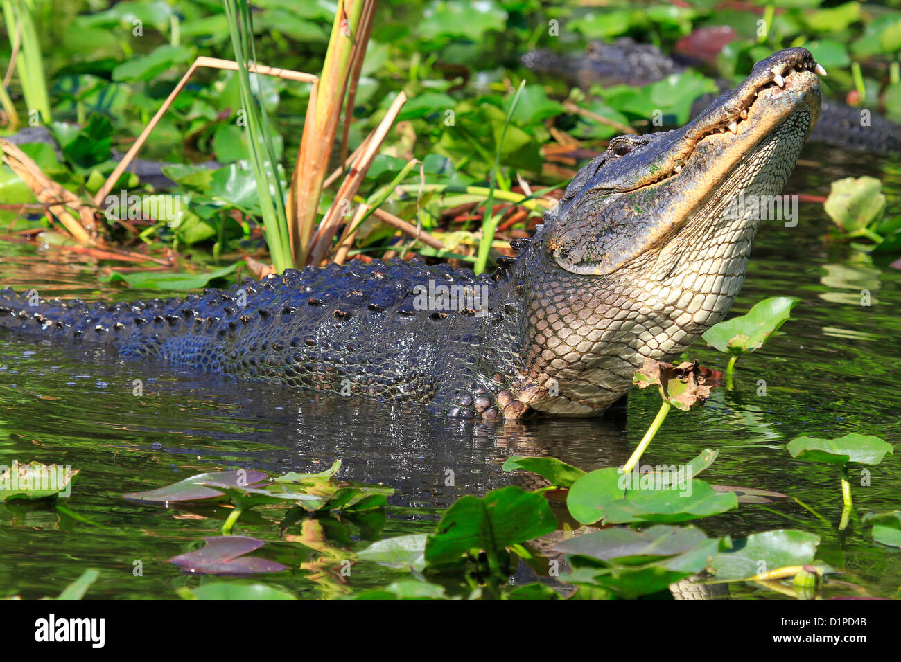 American Alligator ( Alligator mississippiensis ) bellowing during the mating season in Florida by Mark J Thomas Stock Photo