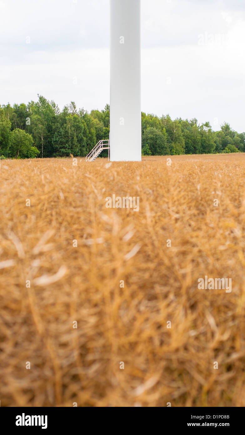 Rape field in early summer ready for harvest and windturbine in the ...