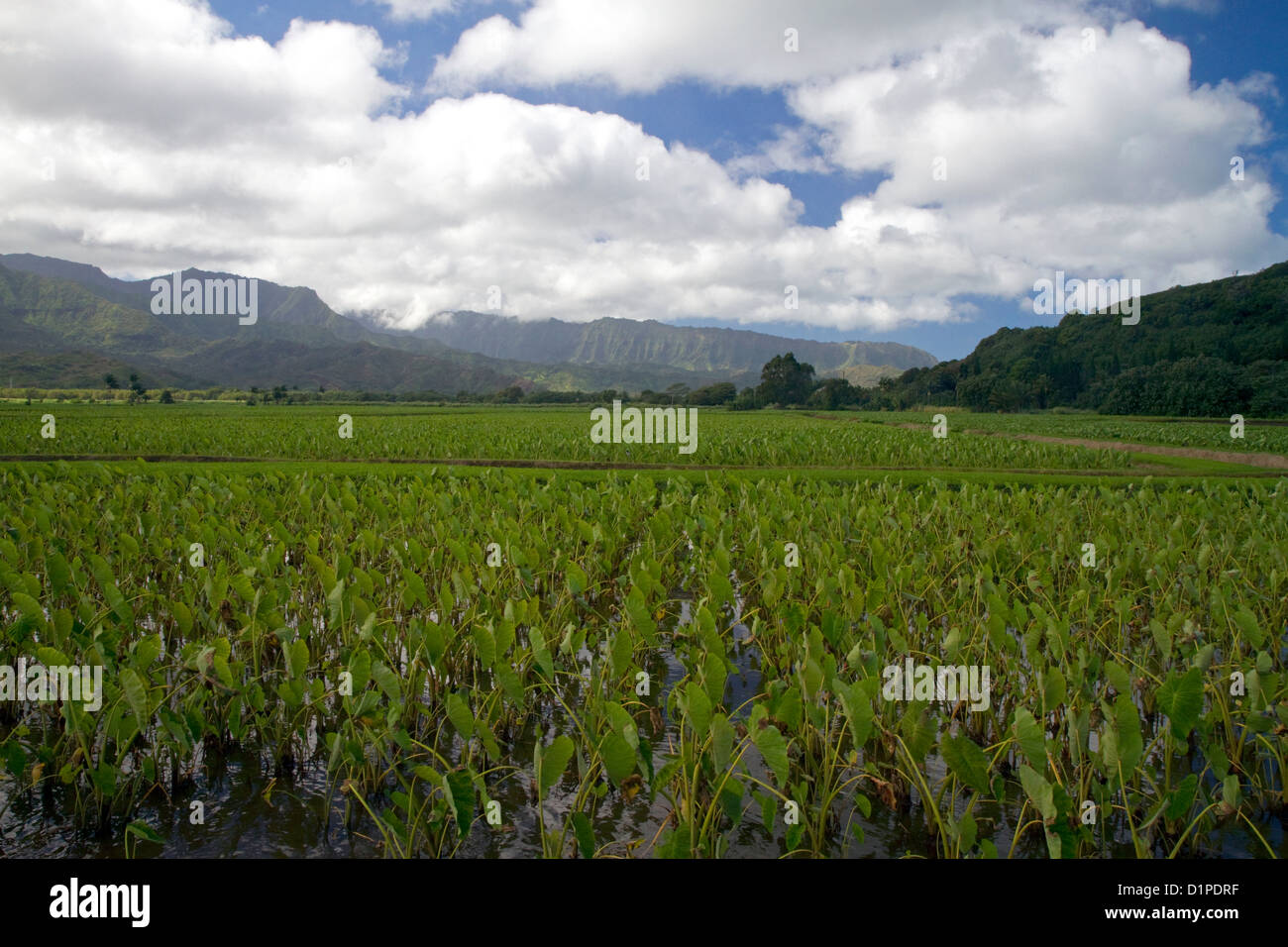 Taro crop growing at Hanalei on the island of Kauai, Hawaii, USA. Stock Photo