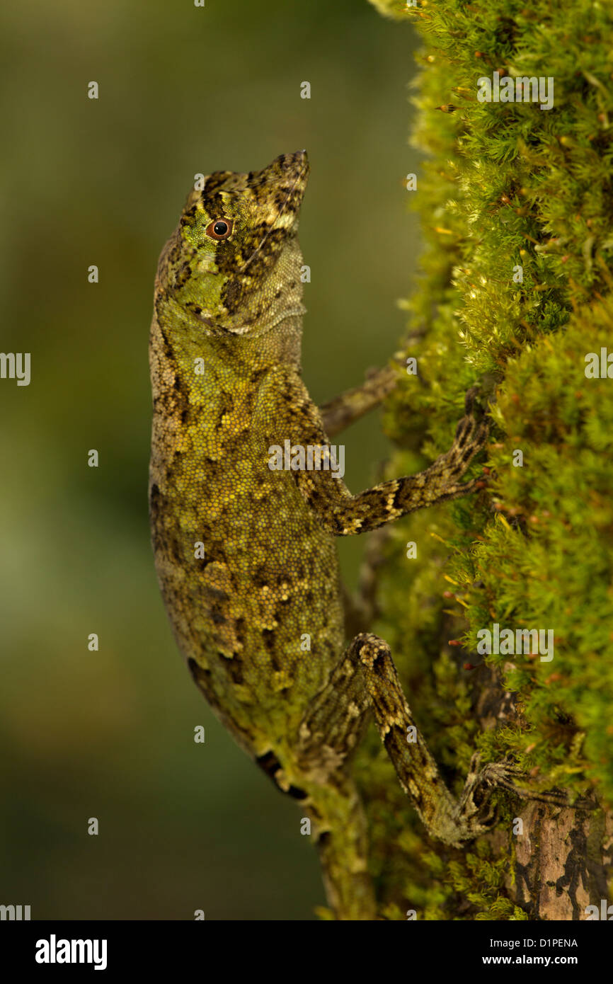 Pug-nosed anole, Norops capito, rainforest, Costa Rica, in tree Stock Photo